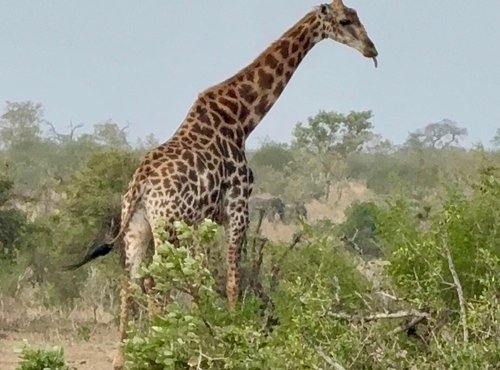 Souvenir du voyage de Pamela, Afrique du Sud