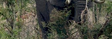 Souvenir du voyage de Pamela, Afrique du Sud