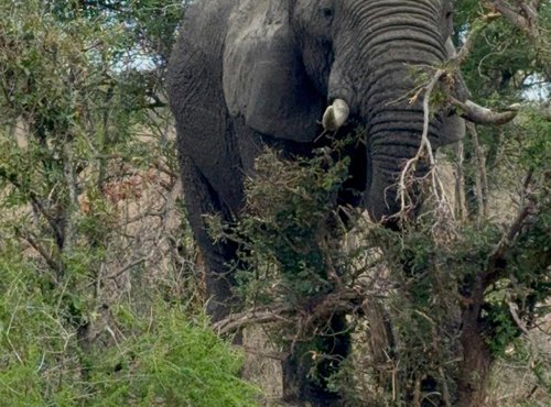 Souvenir du voyage de Pamela, Afrique du Sud