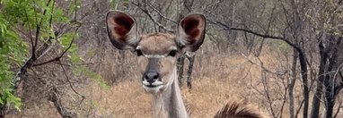 Souvenir du voyage de Pamela, Afrique du Sud