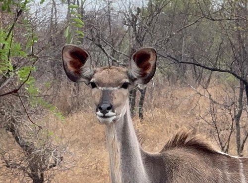 Souvenir du voyage de Pamela, Afrique du Sud