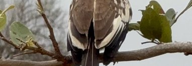 Souvenir du voyage de Pamela, Afrique du Sud