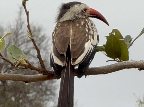 Souvenir du voyage de Pamela, Afrique du Sud