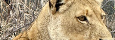 Souvenir du voyage de Pamela, Afrique du Sud