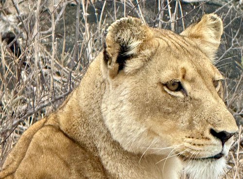 Souvenir du voyage de Pamela, Afrique du Sud