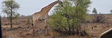 Souvenir du voyage de Pamela, Afrique du Sud