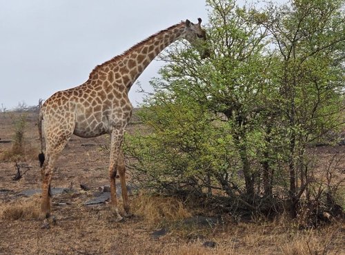 Souvenir du voyage de Pamela, Afrique du Sud