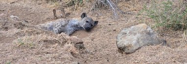 Souvenir du voyage de Pamela, Afrique du Sud