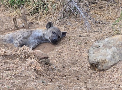 Souvenir du voyage de Pamela, Afrique du Sud