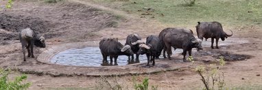 Souvenir du voyage de Pamela, Afrique du Sud