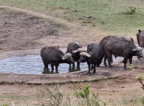 Souvenir du voyage de Pamela, Afrique du Sud
