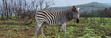 Souvenir du voyage de Pamela, Afrique du Sud