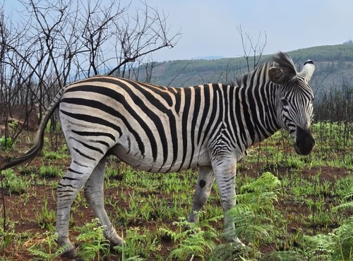 Souvenir du voyage de Pamela, Afrique du Sud