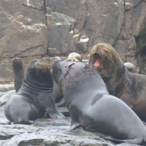 Souvenir du voyage de Isabelle, Pérou