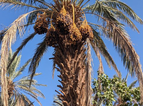 Souvenir du voyage de Isabelle, Maroc