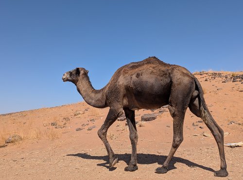 Souvenir du voyage de Isabelle, Maroc