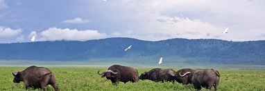 Souvenir du voyage de Florent, Tanzanie