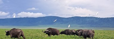 Souvenir du voyage de Florent, Tanzanie