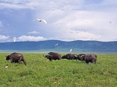 Souvenir du voyage de Florent, Tanzanie