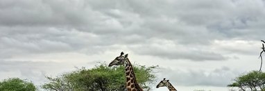 Souvenir du voyage de Florent, Tanzanie