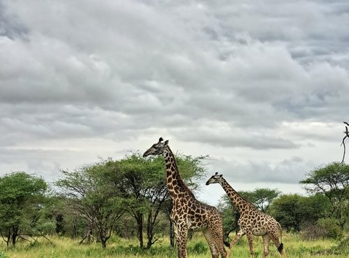 Souvenir du voyage de Florent, Tanzanie