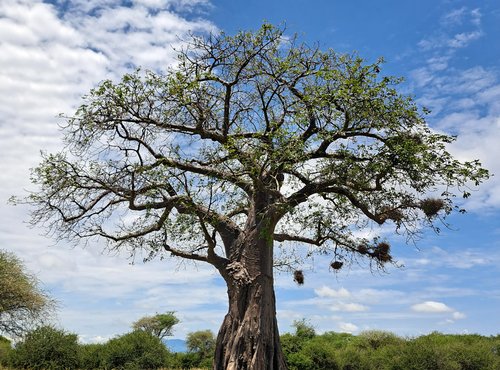 Souvenir du voyage de Florent, Tanzanie