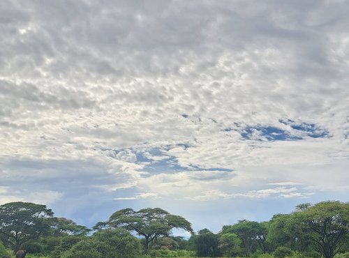 Souvenir du voyage de Florent, Tanzanie