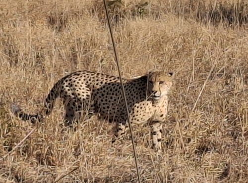 Souvenir du voyage de Pierrette, Afrique du Sud