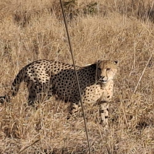 Souvenir du voyage de Pierrette, Afrique du Sud