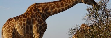 Souvenir du voyage de Cecile, Afrique du Sud