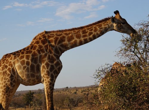 Souvenir du voyage de Cecile, Afrique du Sud