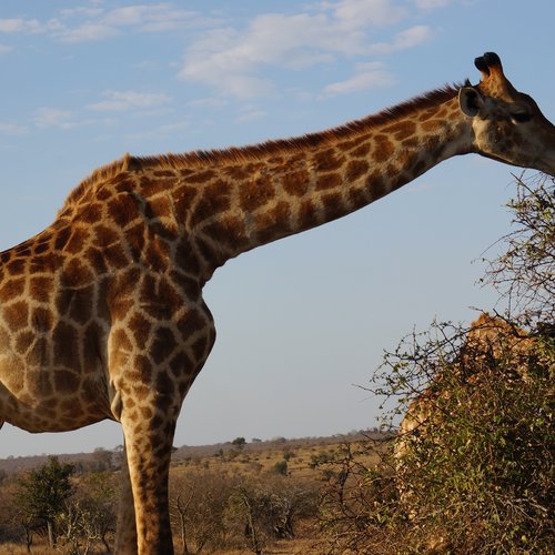 Souvenir du voyage de Cecile, Afrique du Sud