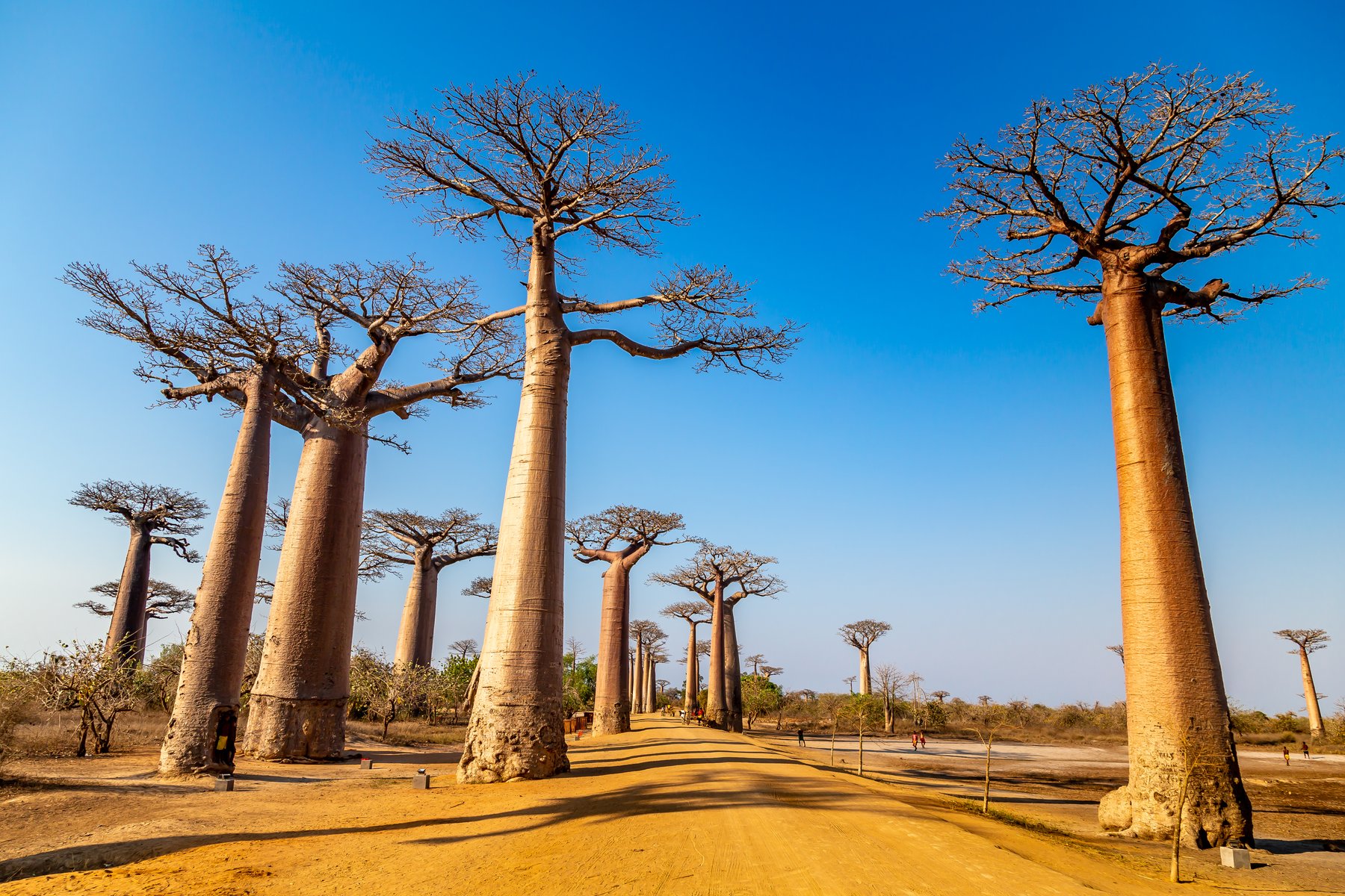 The Avenue of the Baobabs near Morondava, Madagascar.