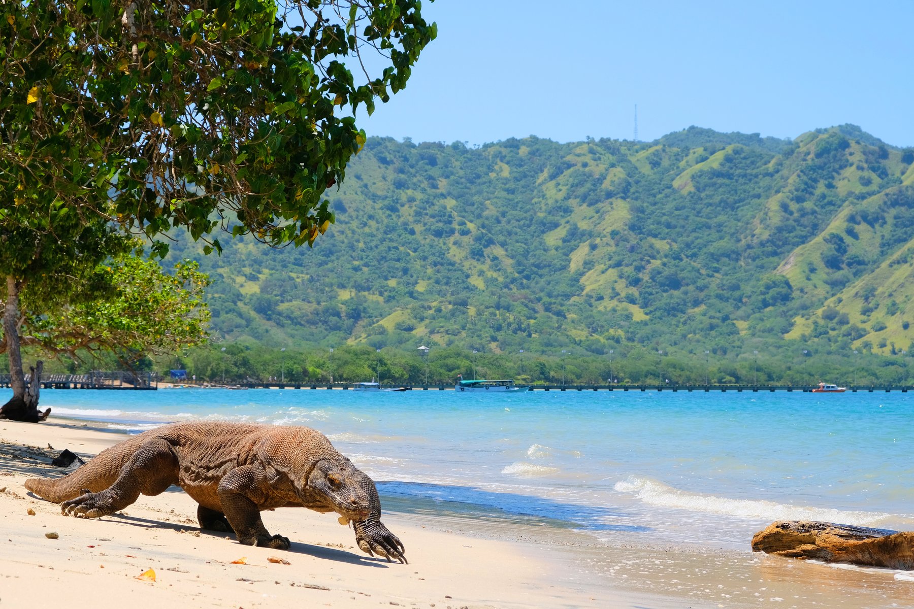 Dragon de Komodo, Indonésie