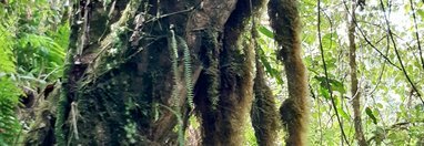 Souvenir du voyage de Sylvie, Costa Rica