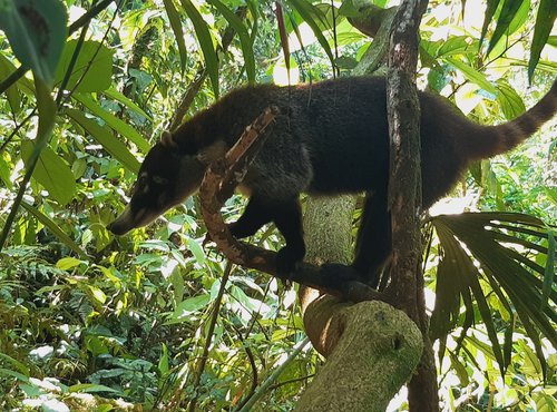 Souvenir du voyage de Sylvie, Costa Rica