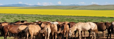 Souvenir du voyage de Nathalie, Mongolie