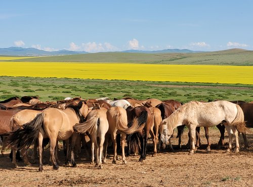 Souvenir du voyage de Nathalie, Mongolie