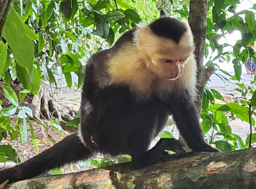 Souvenir du voyage de Emilien, Costa Rica