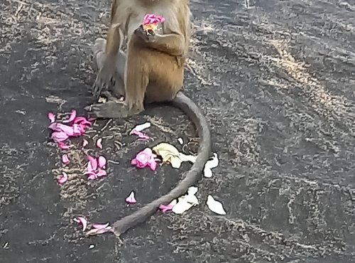 Souvenir du voyage de Valérie, Sri Lanka