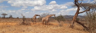 Souvenir du voyage de Julien, Kenya