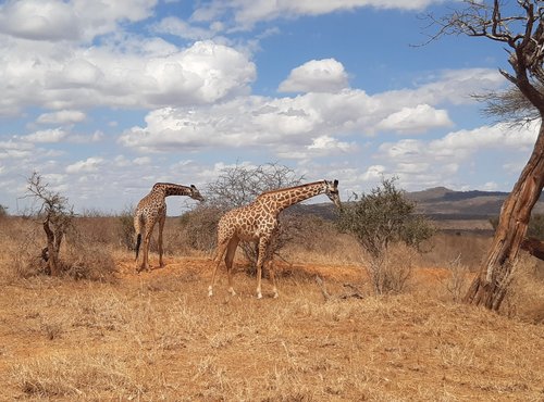 Souvenir du voyage de Julien, Kenya