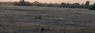 Souvenir du voyage de Julien, Kenya