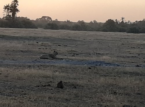 Souvenir du voyage de Julien, Kenya