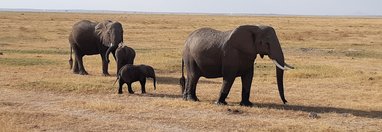 Souvenir du voyage de Julien, Kenya