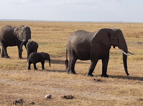 Souvenir du voyage de Julien, Kenya