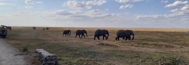Souvenir du voyage de Julien, Kenya