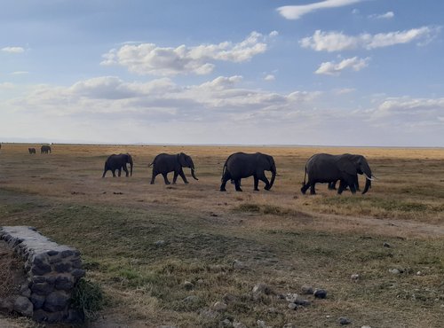 Souvenir du voyage de Julien, Kenya