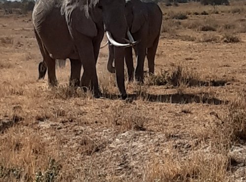 Souvenir du voyage de Julien, Kenya