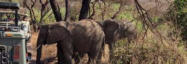 Souvenir du voyage de Linabaye, Tanzanie